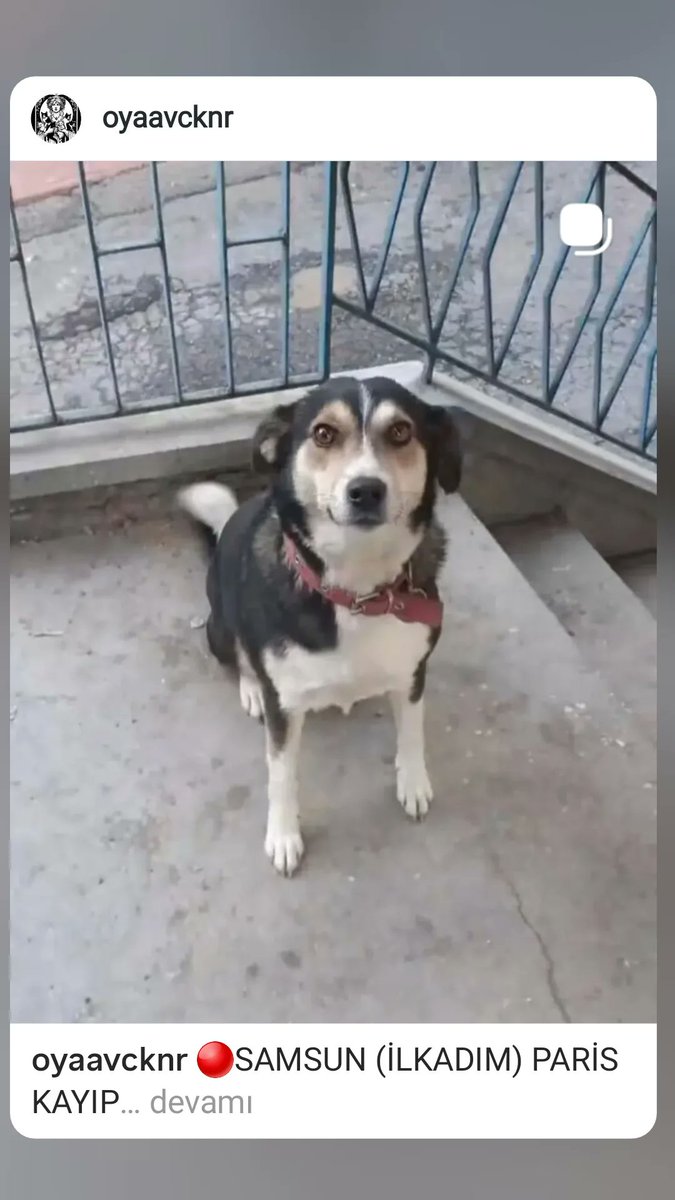 Yaşam Hakkı Savunucusu Oya 💯🇹🇷 tweet media