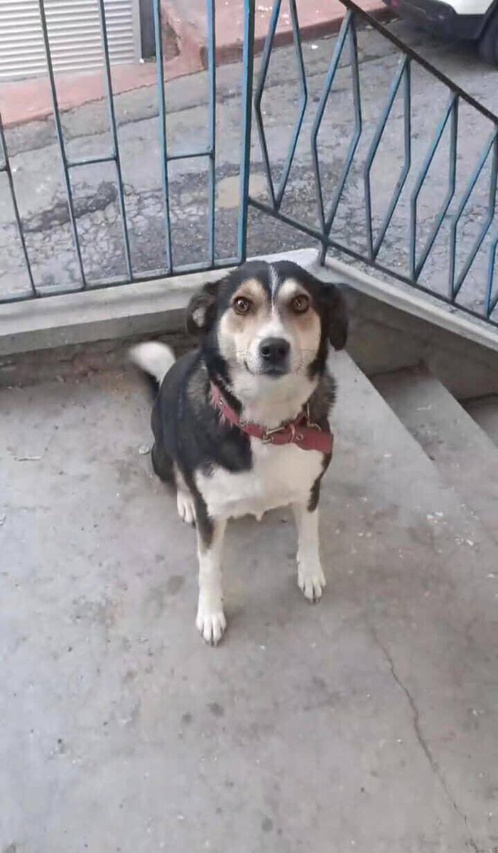 Yaşam Hakkı Savunucusu Oya 💯🇹🇷 tweet media