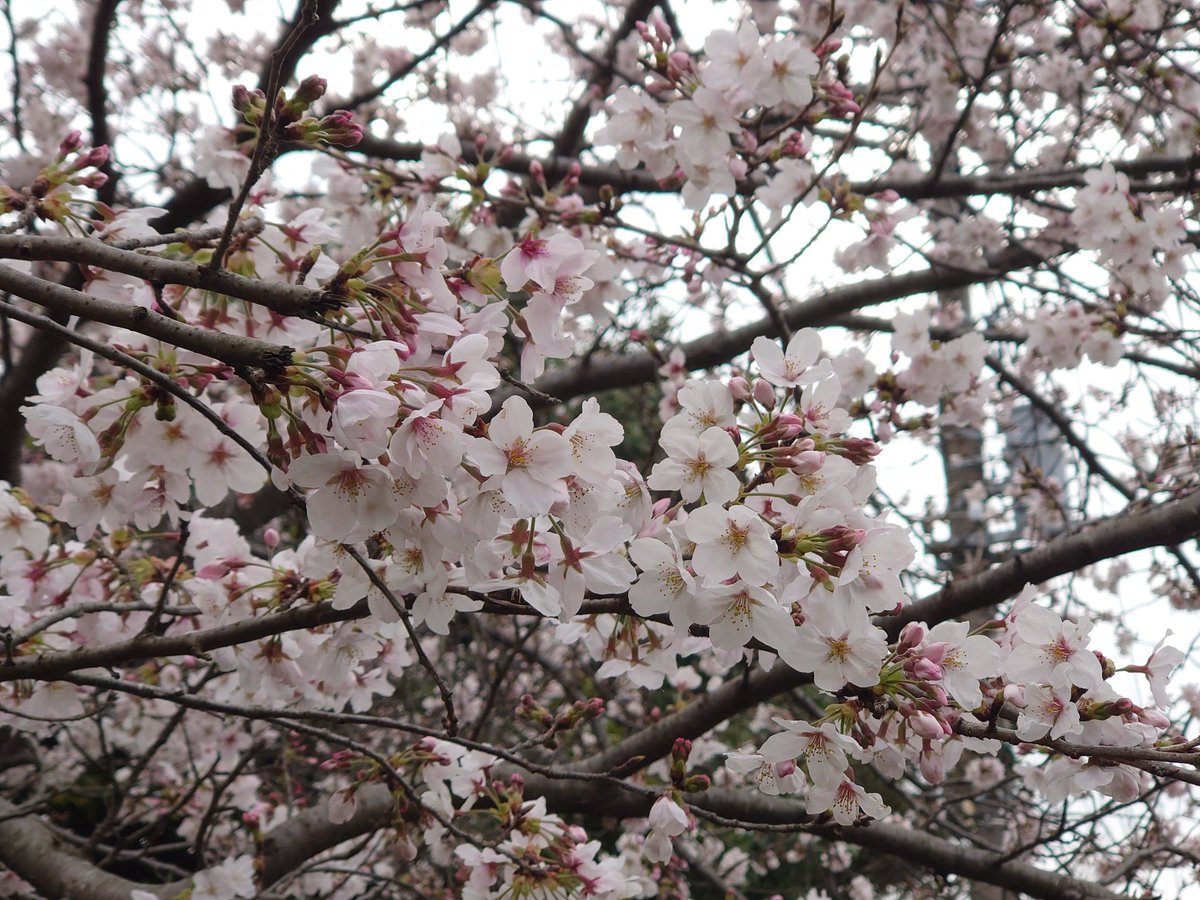 弱小組織総帥 tweet media