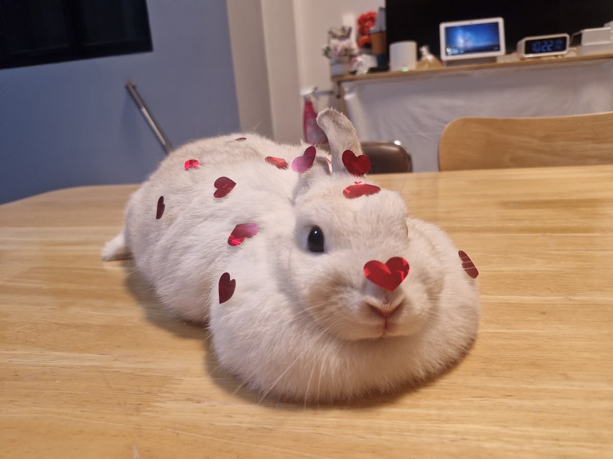 Why you should have a rabbit tweet media