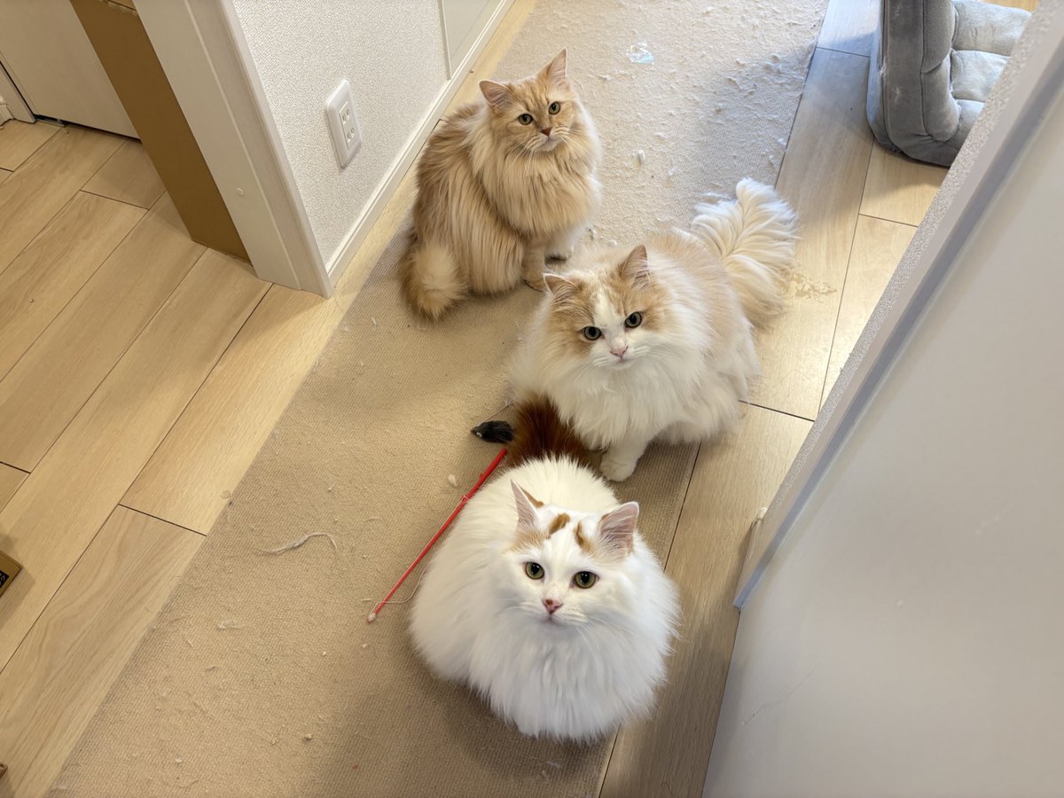 ぺんもからて😸三匹の猫を飼い始めました😽 tweet media