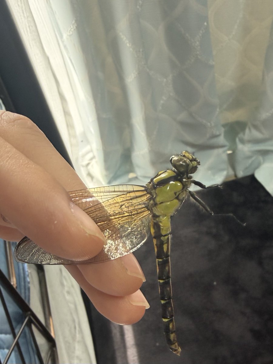 メロンクリーム/Melon-Kream tweet media