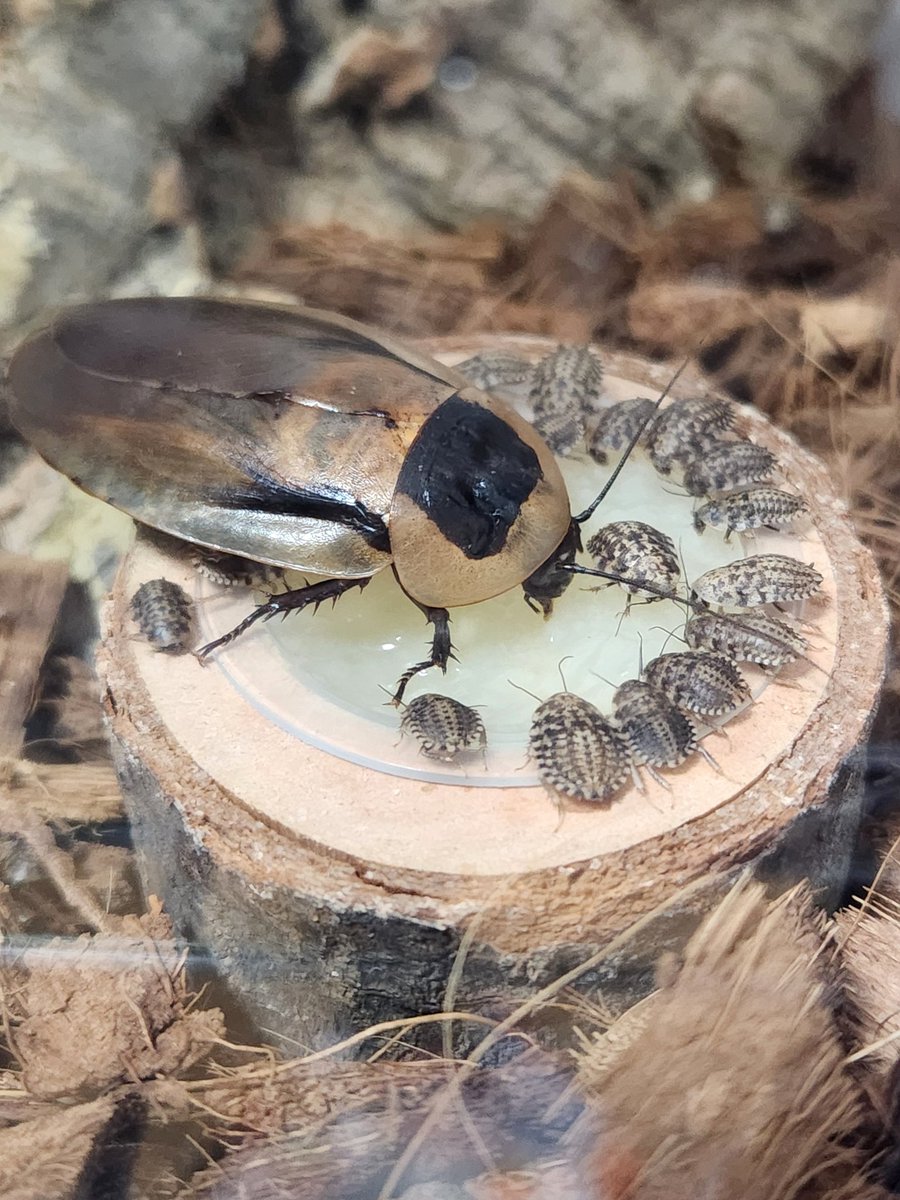 モロ@ゴキ垢 tweet media