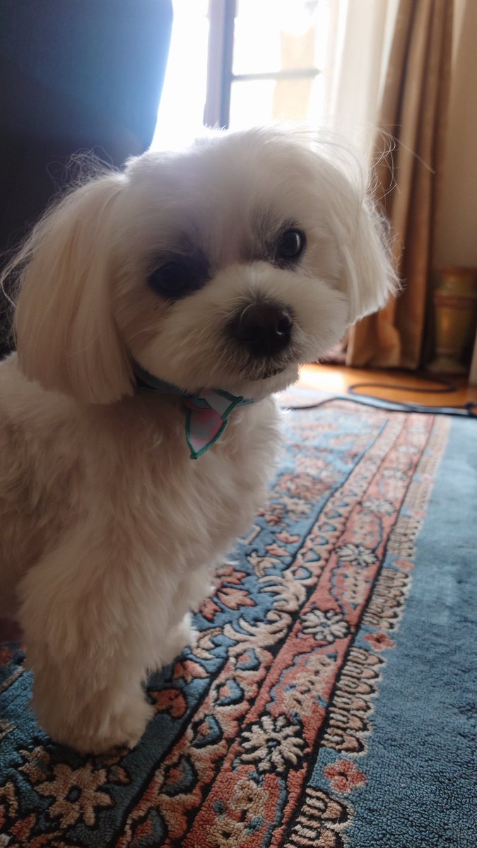 パグお(パグ中毒者) tweet media