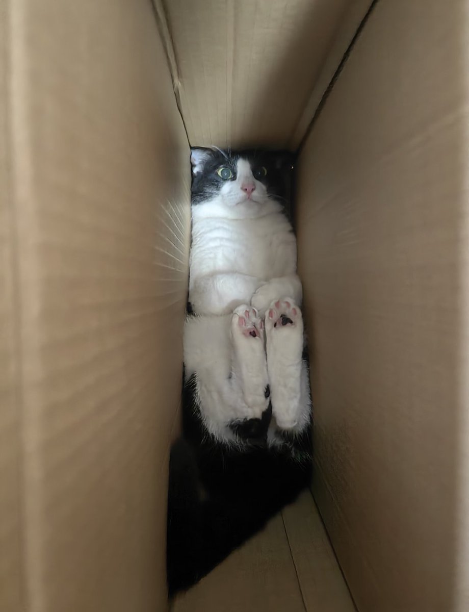 고양이는 왜 이럴까 tweet media