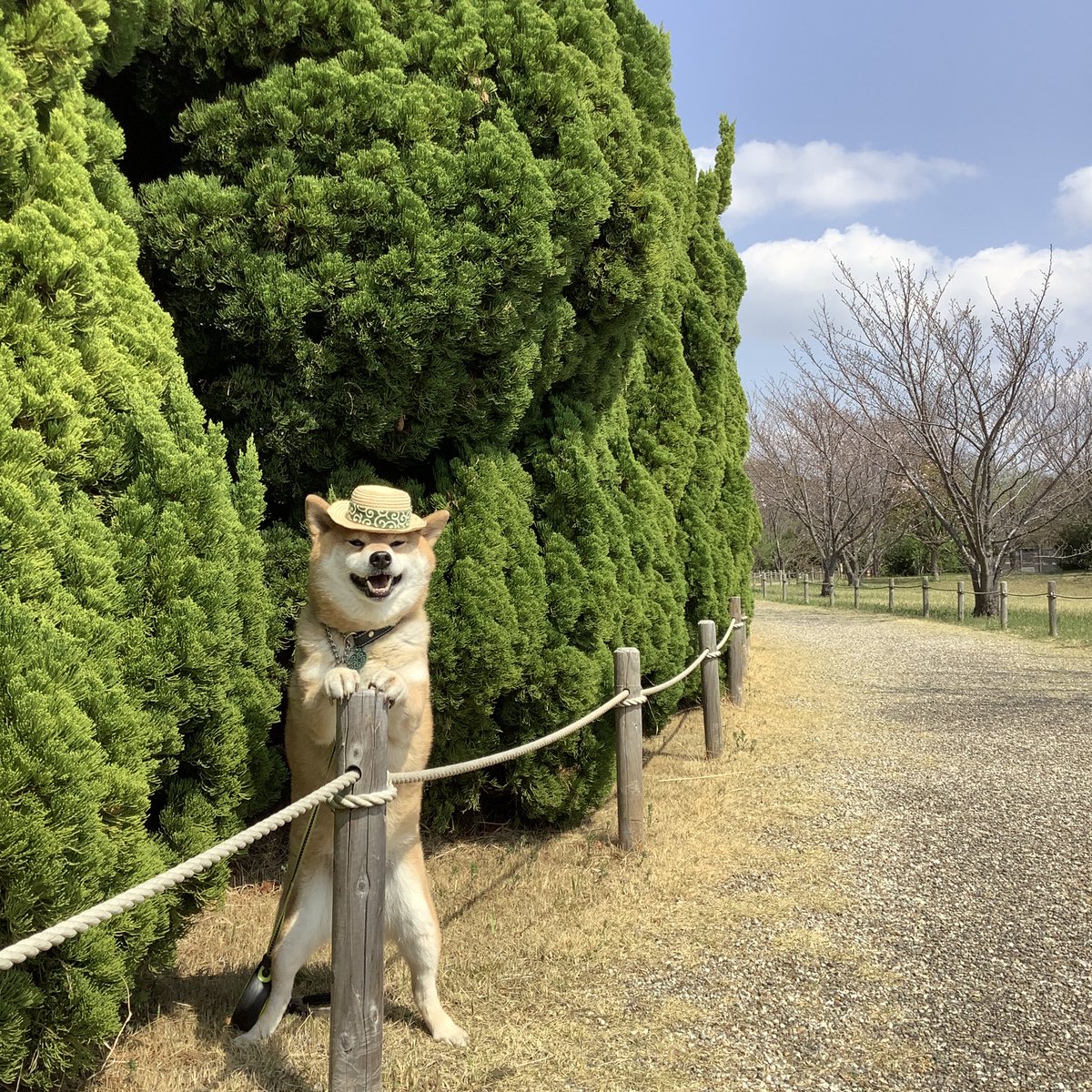 ころすけ君 tweet media