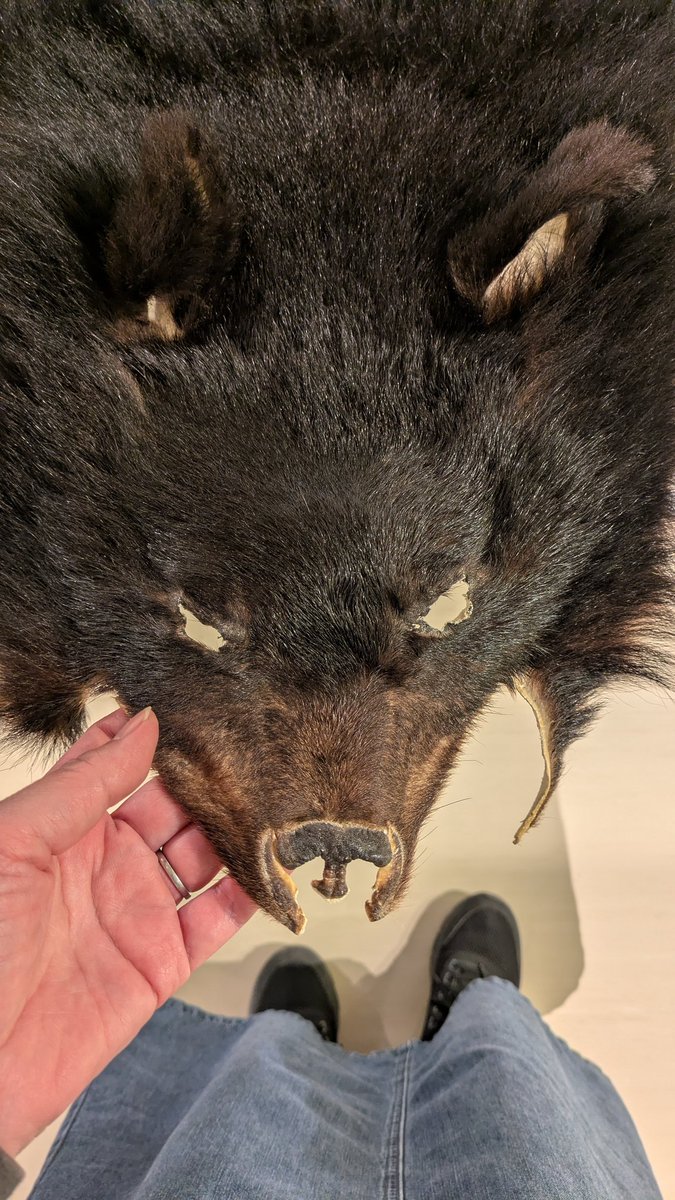 ツキノワグマの毛皮 【公式通販】