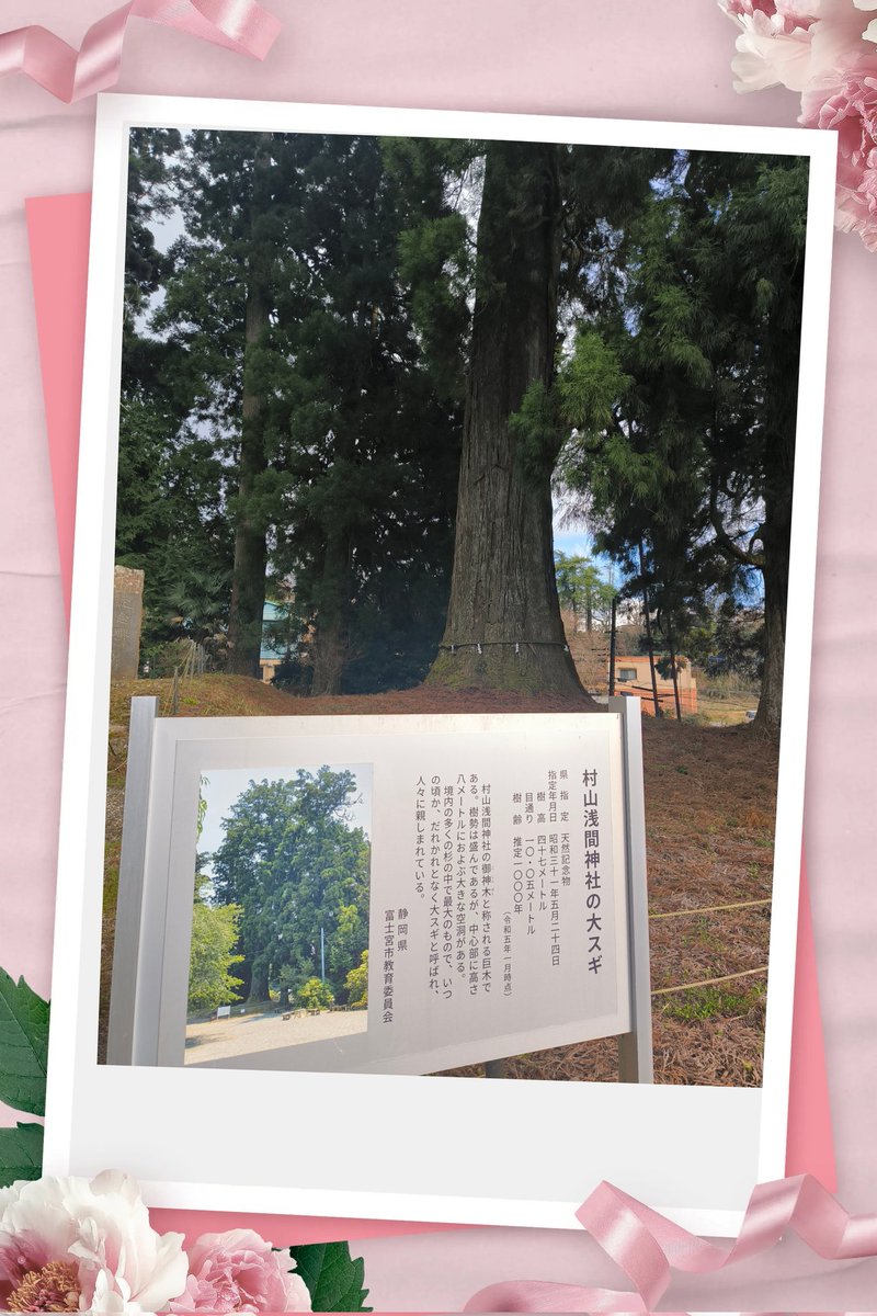 大門🐱👈️平日昼間は低浮上ッス😲 tweet media