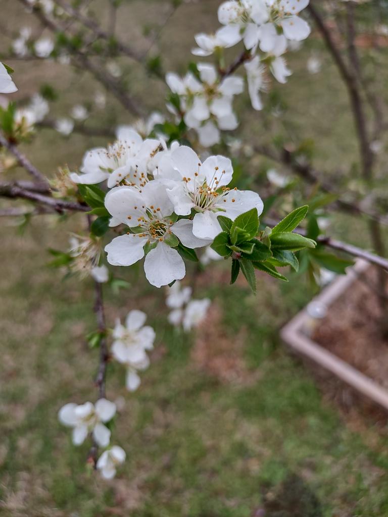 cornbread tweet media