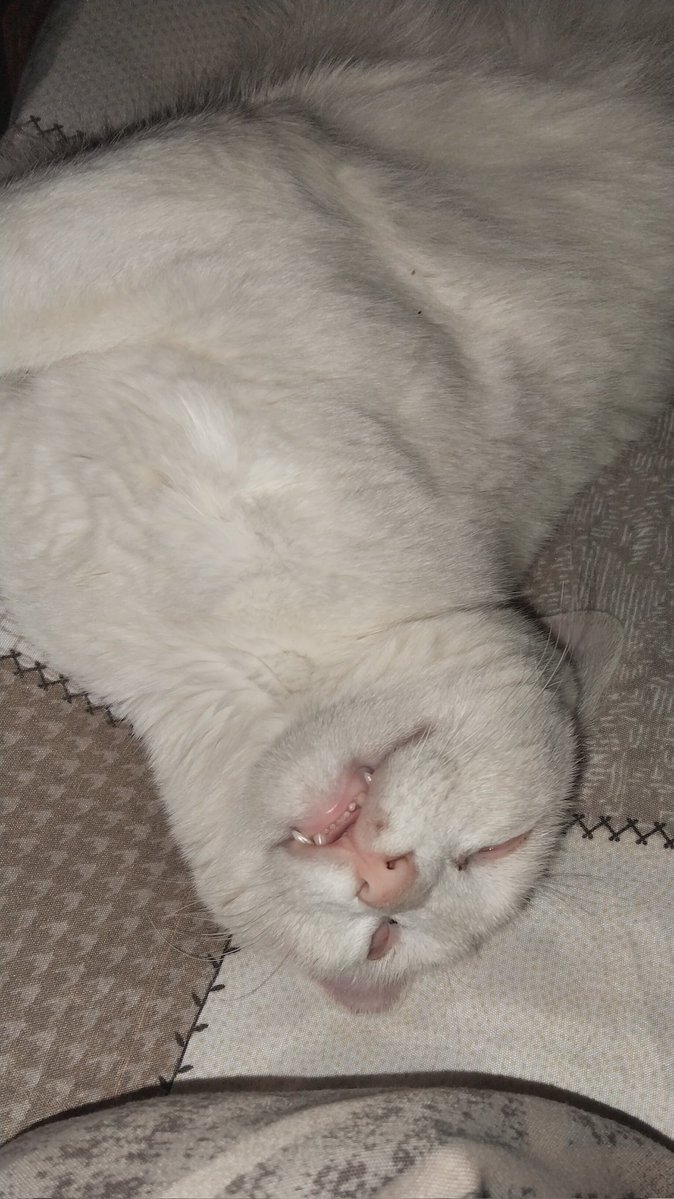 جحيم الوعي 🏴‍☠️ tweet media