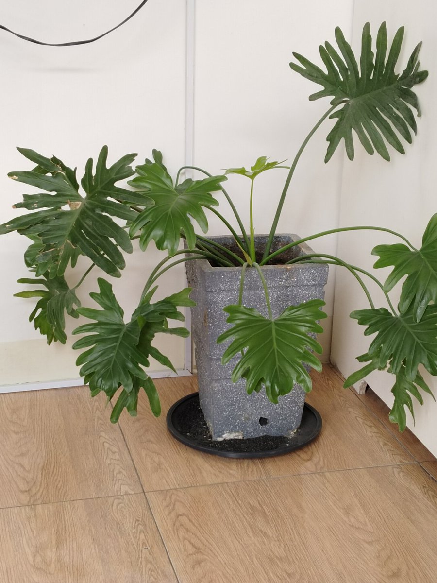 matchalitz tweet media