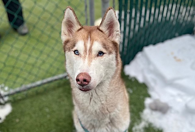 Pound Hounds ResQ tweet media