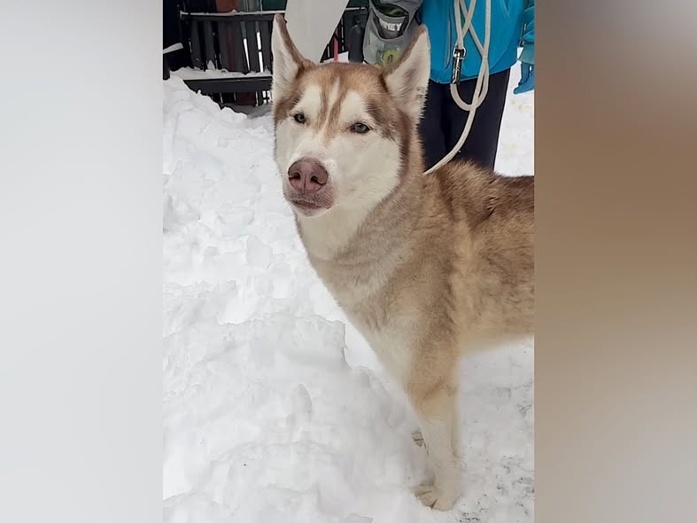 Pound Hounds ResQ tweet media