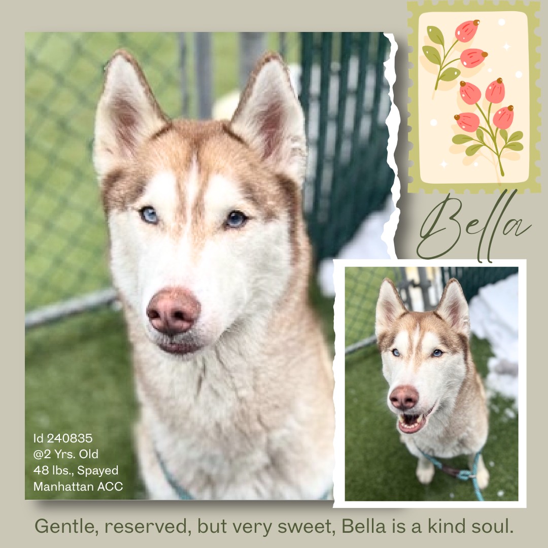 Pound Hounds ResQ tweet media