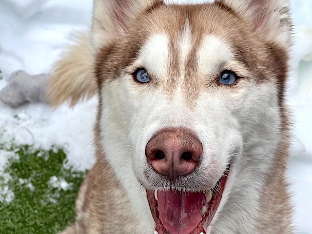 Pound Hounds ResQ tweet media