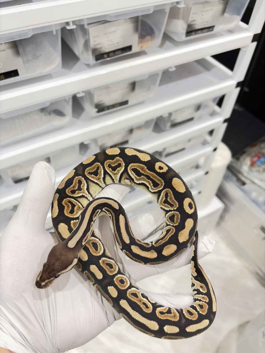 810lasucivia tweet media