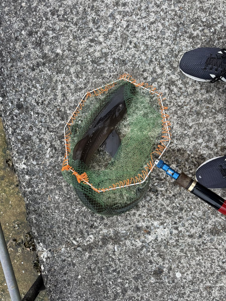 for_newtype's tweet photo. 少しずつ魚が釣れるようになってきたけど….ちょっと違う気がする😧 https://t.co/asIEL21lGV