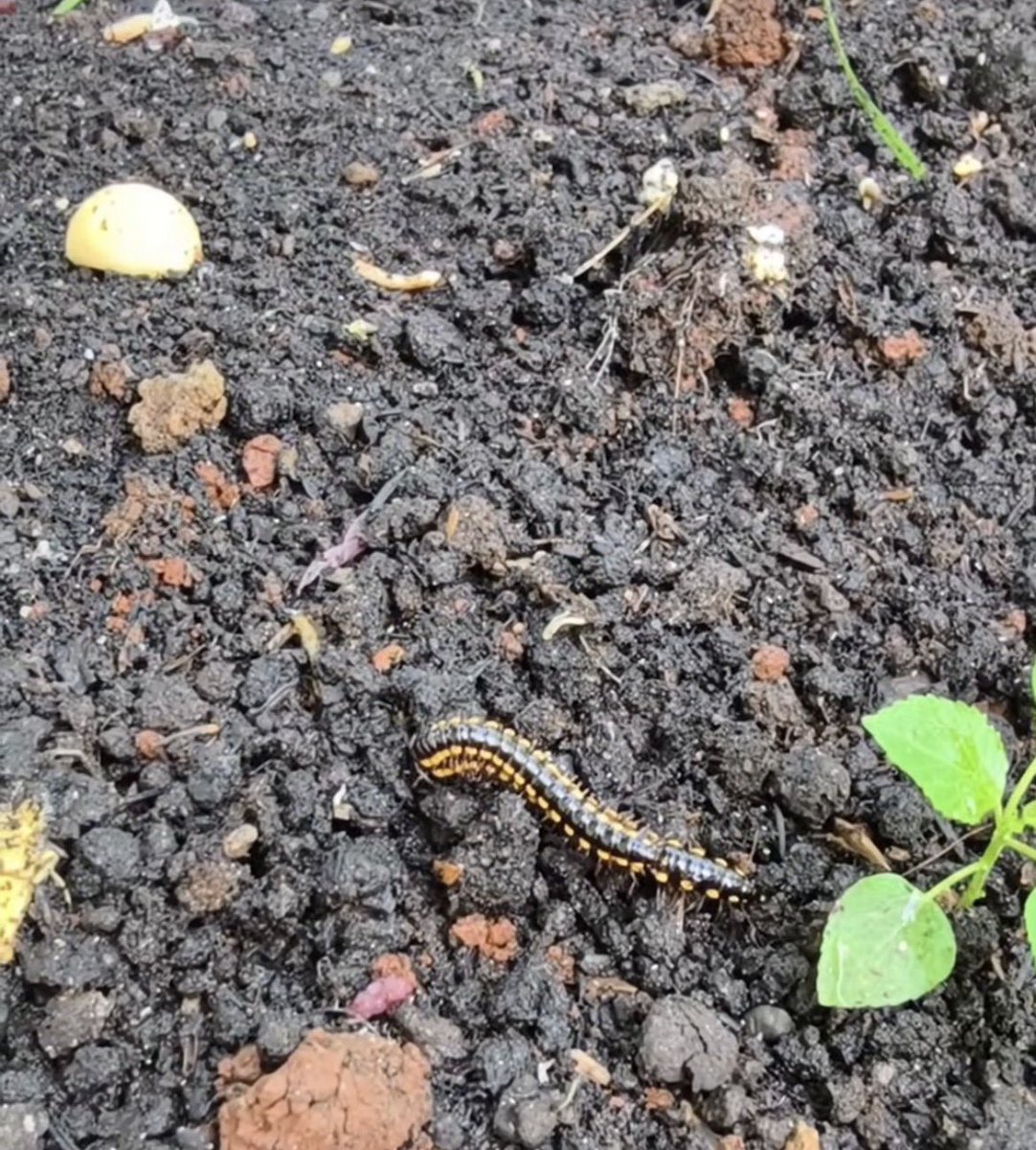 NutaniMan tweet media