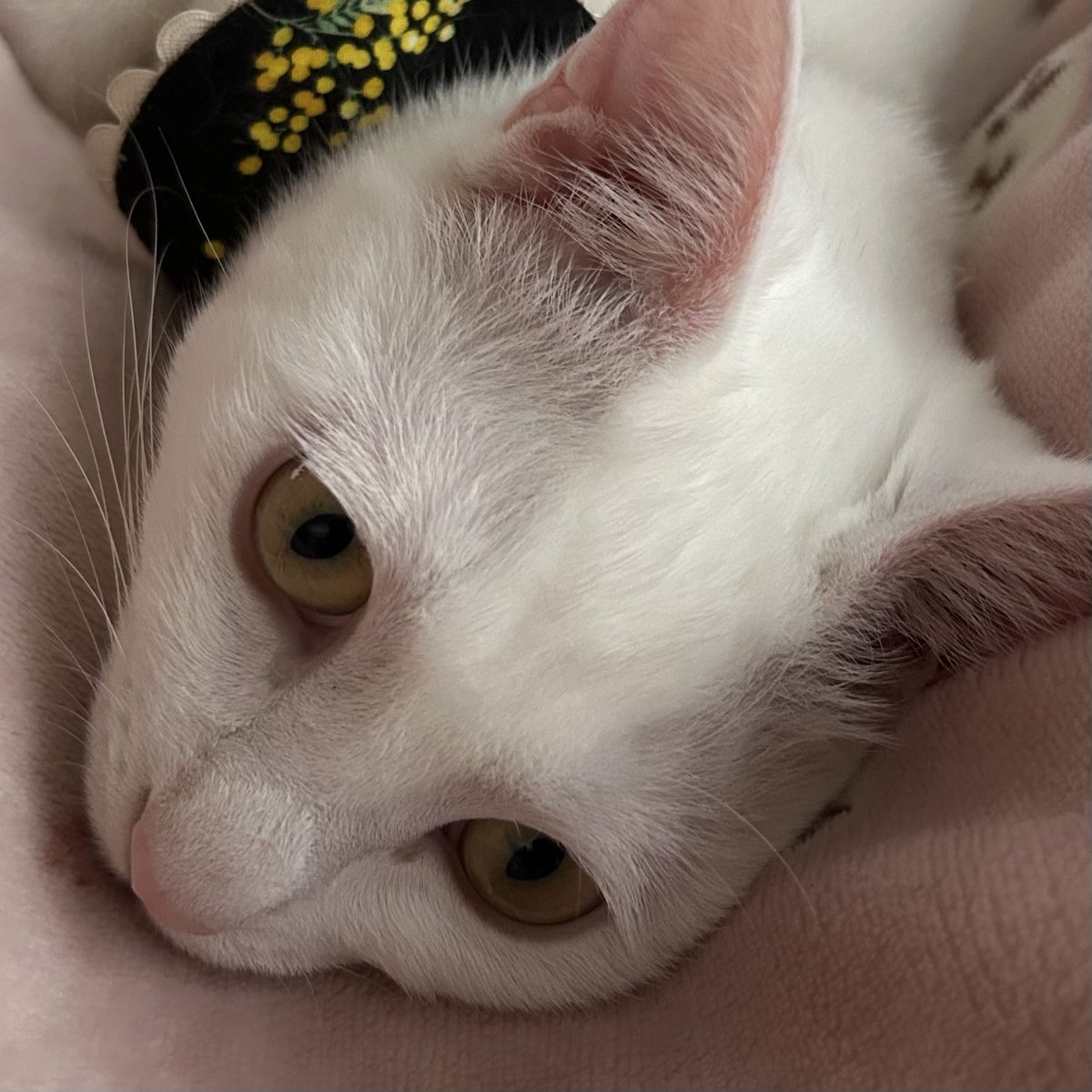 小紬とら / Vtuber準備中 tweet media