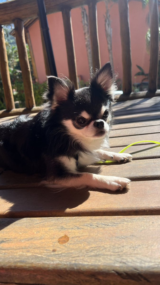 Melo, Caramelo tweet media