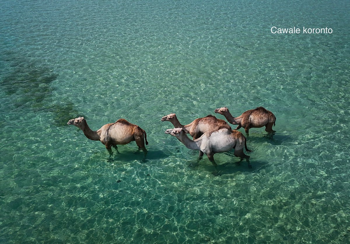 Somali Visuals ☆ tweet media