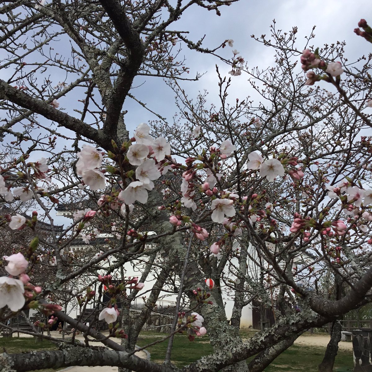 唐津城【公式】 tweet media