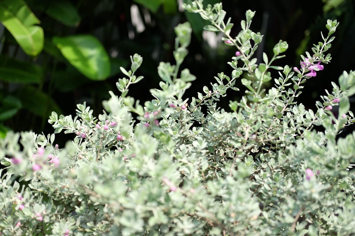 Thanh Phương | Enid tweet media