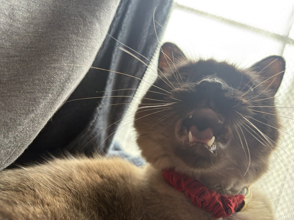 𝑪𝒉𝒍𝒐𝒆 tweet media