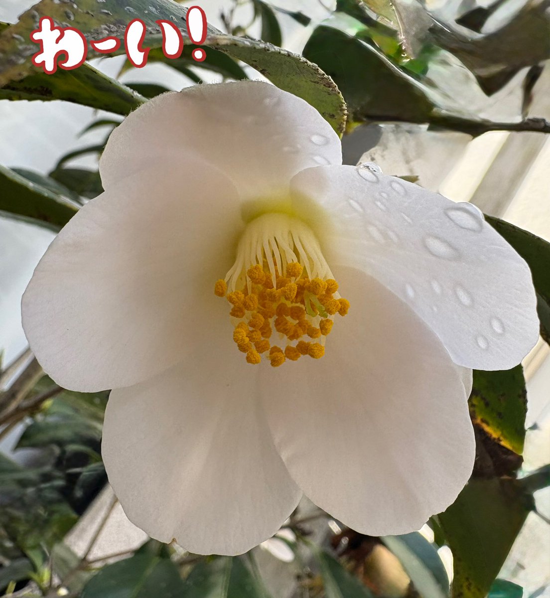 じゅな tweet media