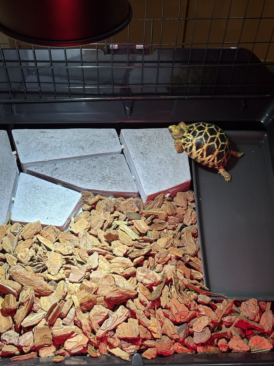 AGタートルラボ tweet media