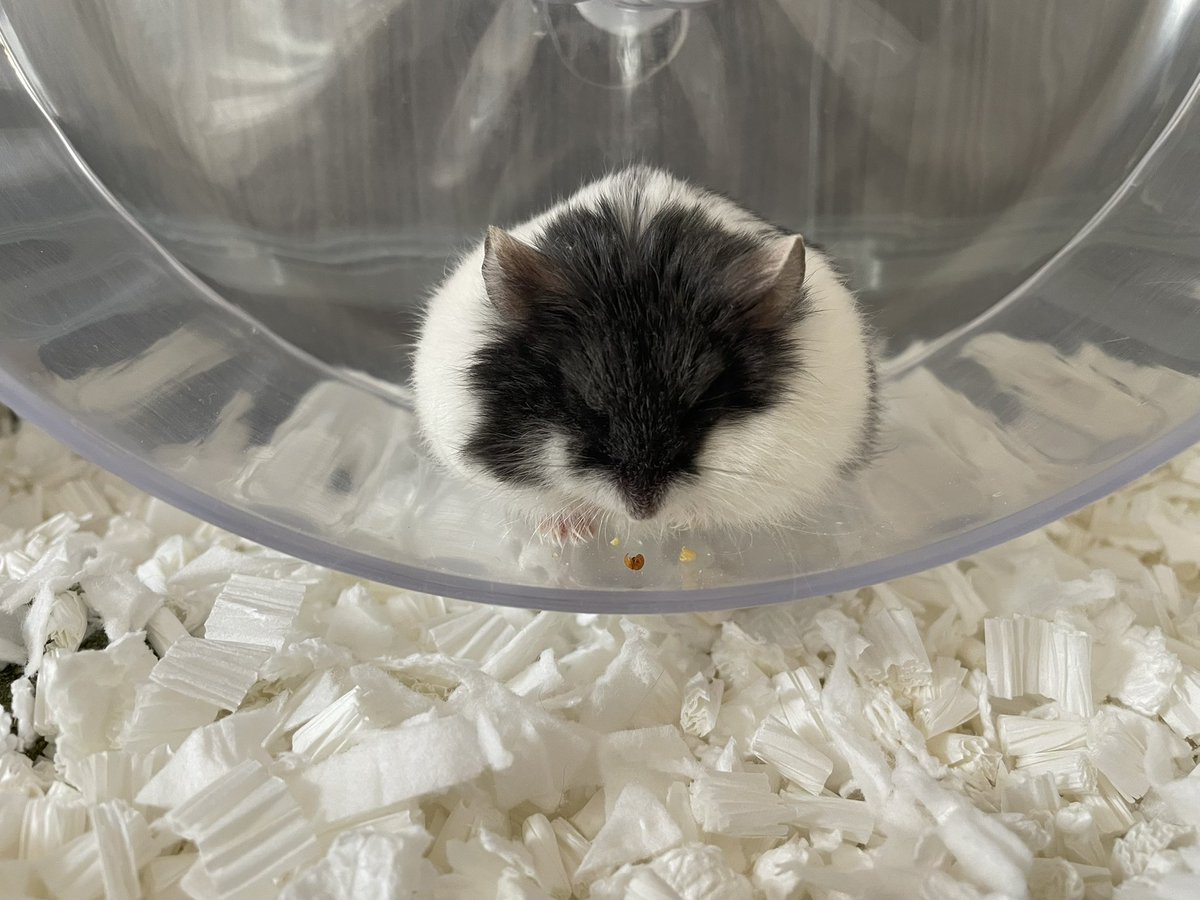 えも@16匹のはむちゃんず🐹 tweet media