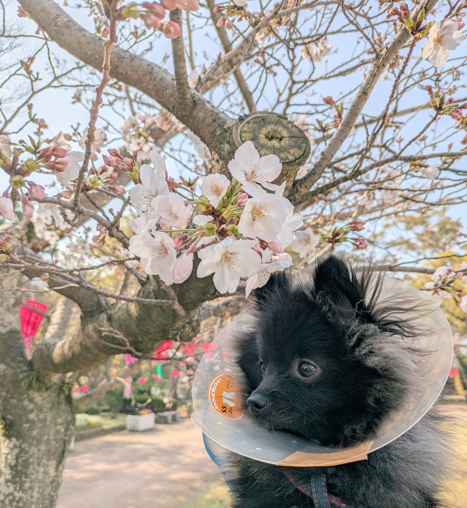 ぽっち🦄J庭59【そ20a】 tweet media