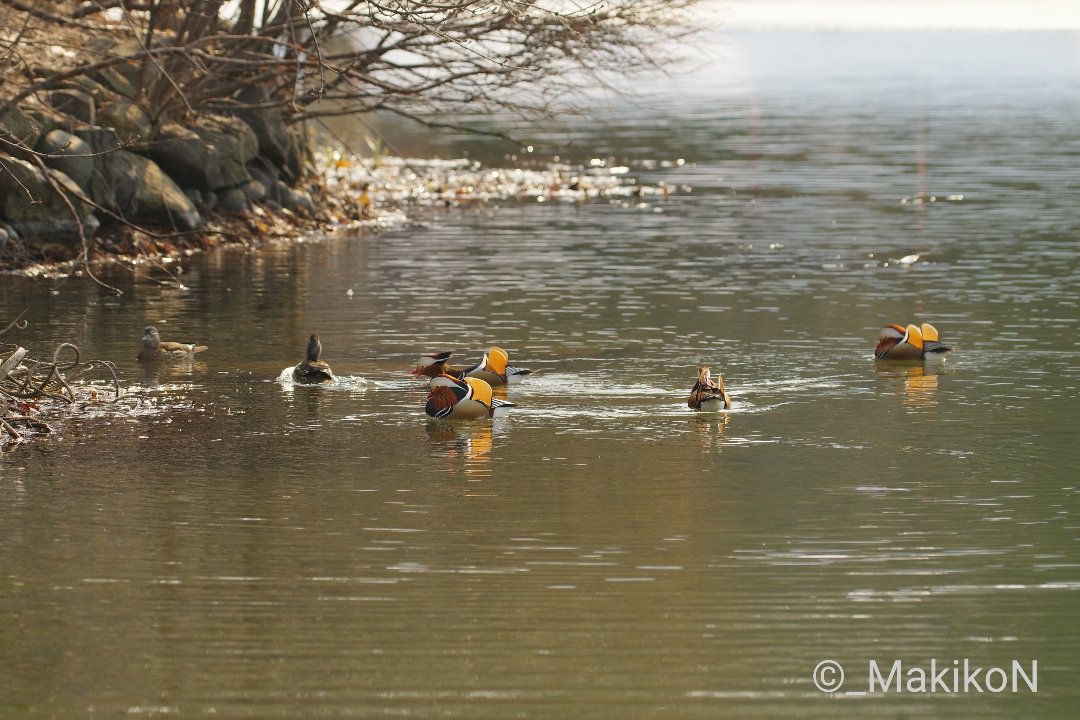 NPO法人札幌カラス研究会 tweet media