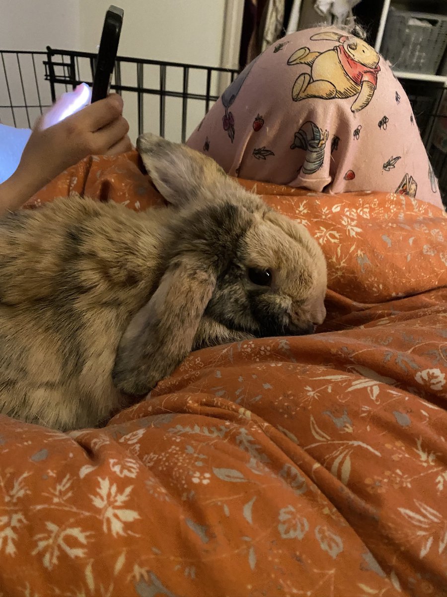 clover 🍀 tweet media