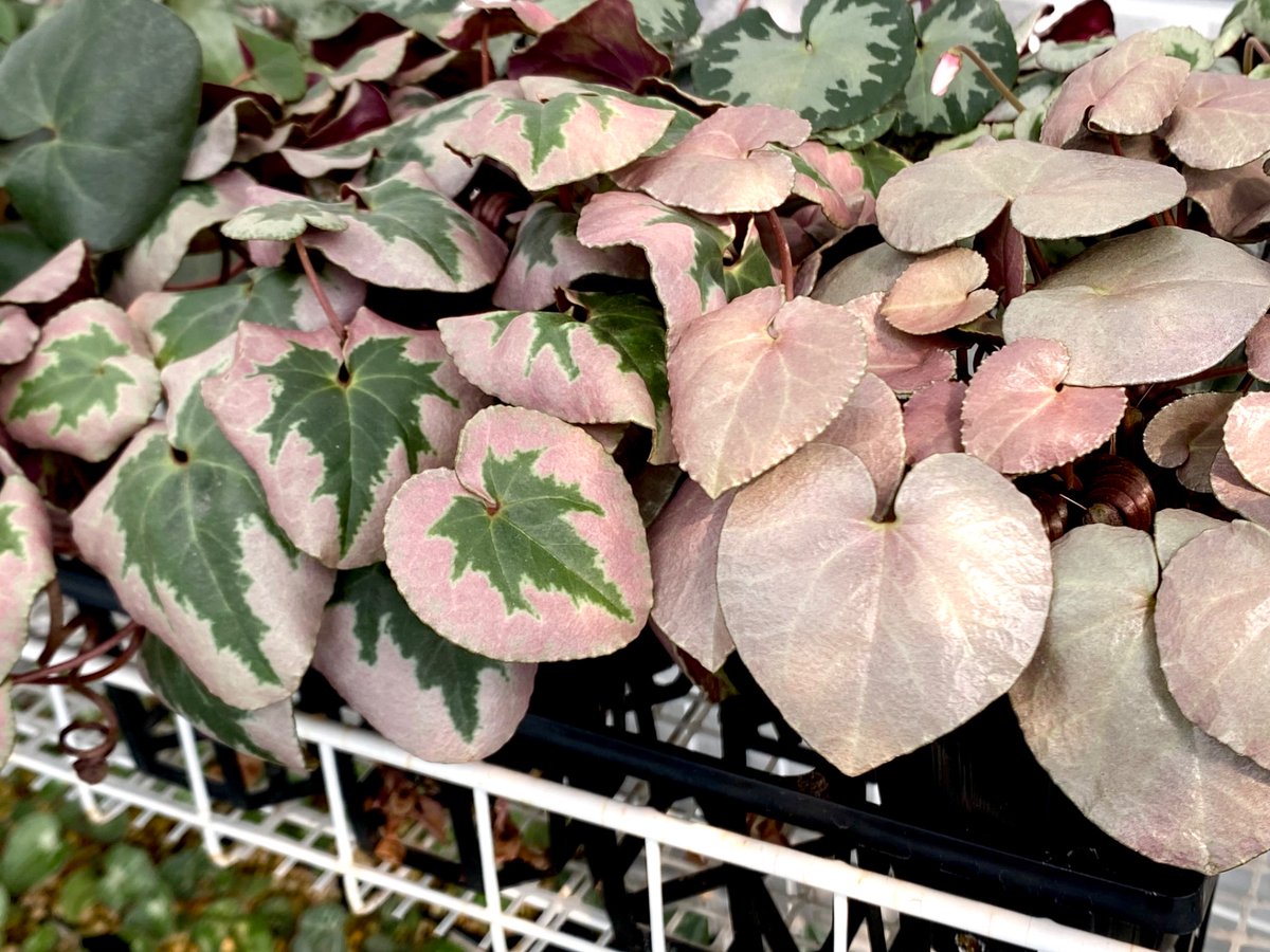 タロウ＠シクラメン探求所 tweet media