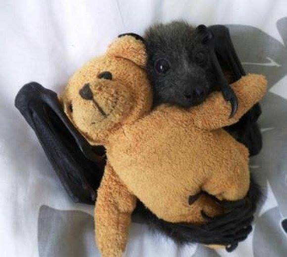 Even creatures of darkness need their teddy...