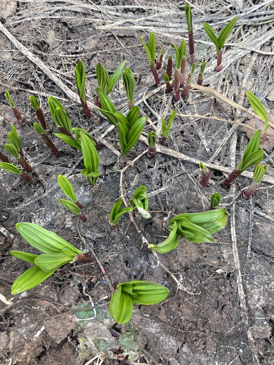 フクラギ👸 tweet media