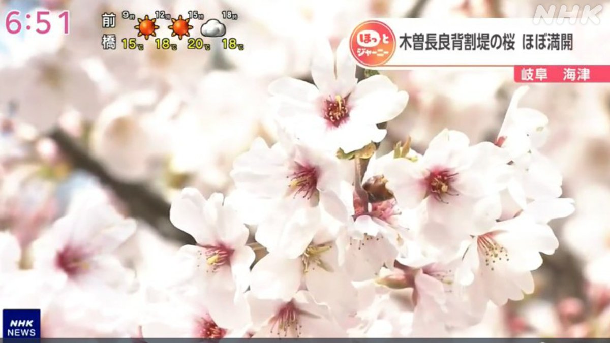 ほっとジャーニー✨】 🐓「桜列島ニッポン」続々満開 🐓＜長崎・雲仙