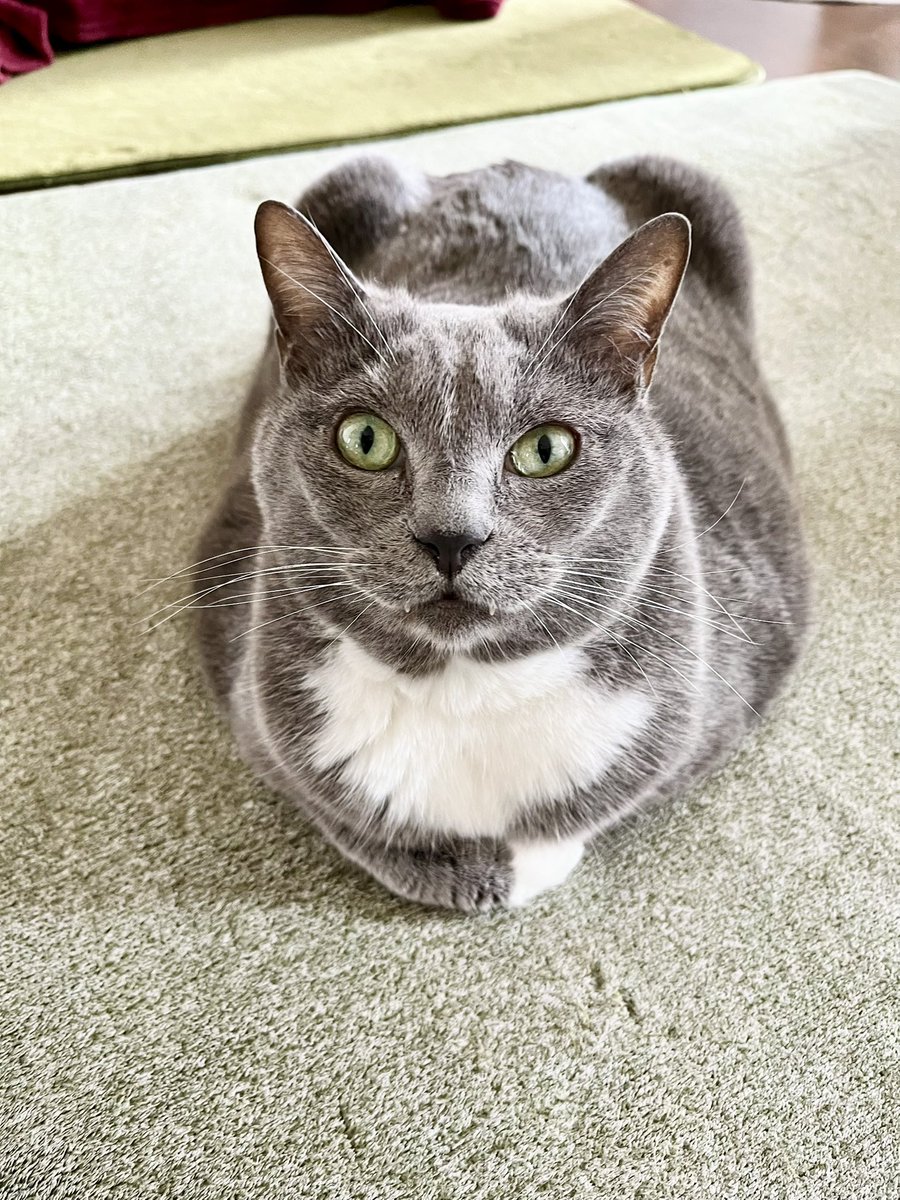 moegi0218@5/5.6 artevarie tweet media