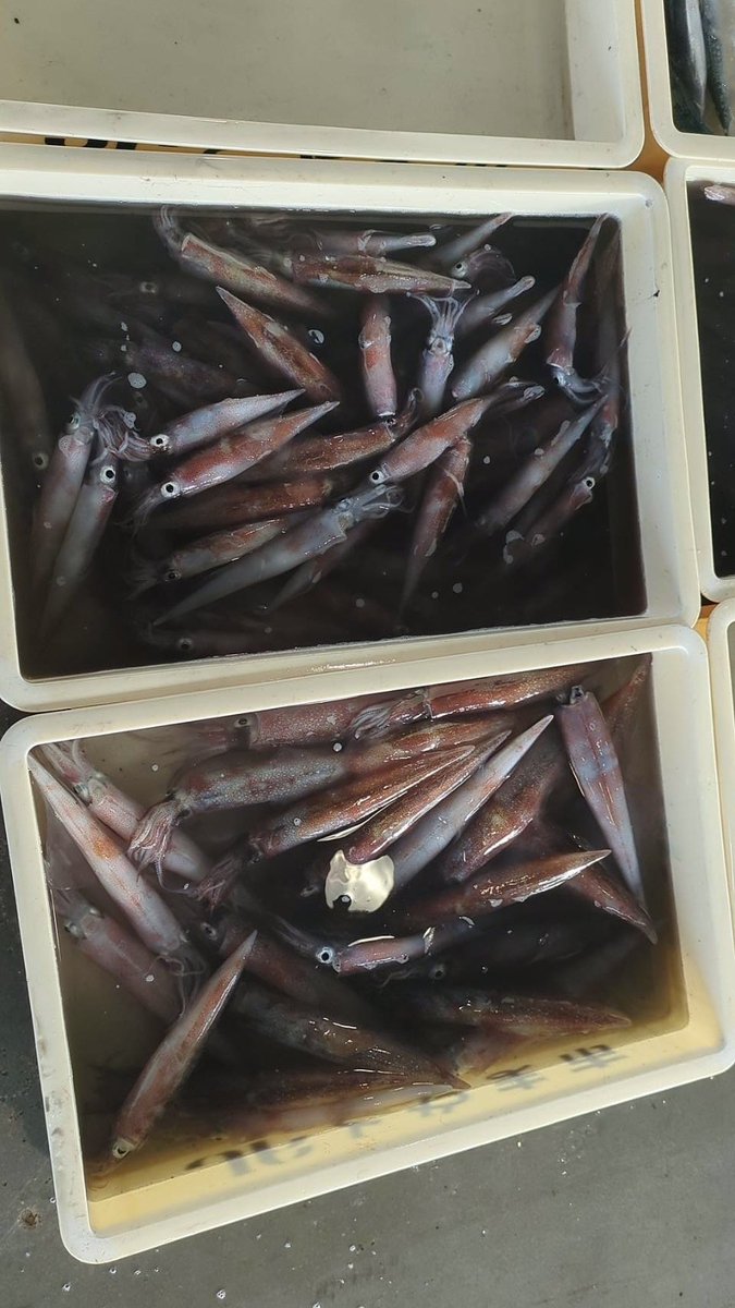 えびよね（蛯米水産加工）塩辛🦑🖤富山 tweet media