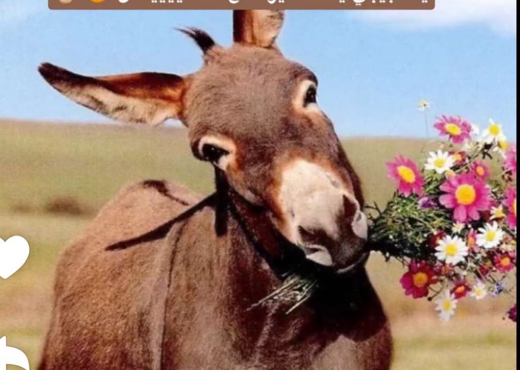 العباسيه🇰🇼 tweet media