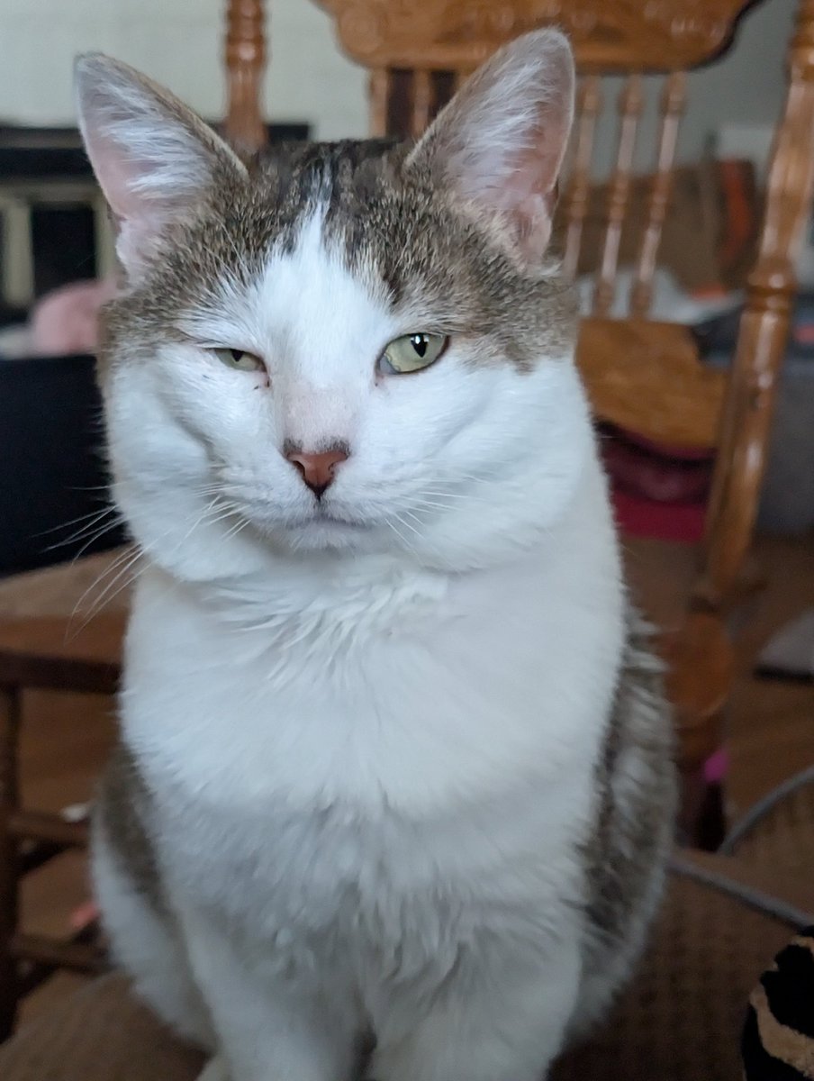 Dumpling and Crab Rangoon, Jasper 🌈 tweet media
