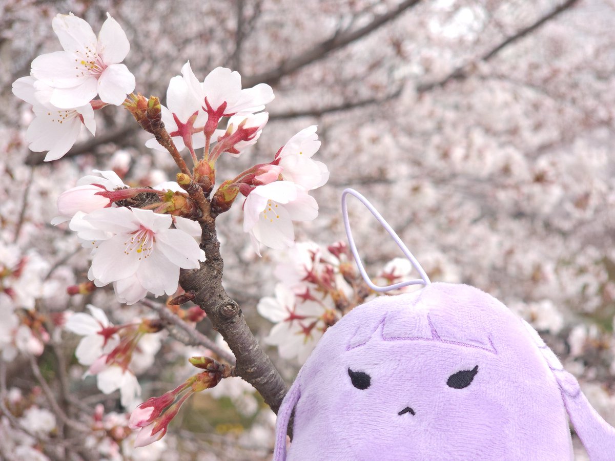 マルル tweet media