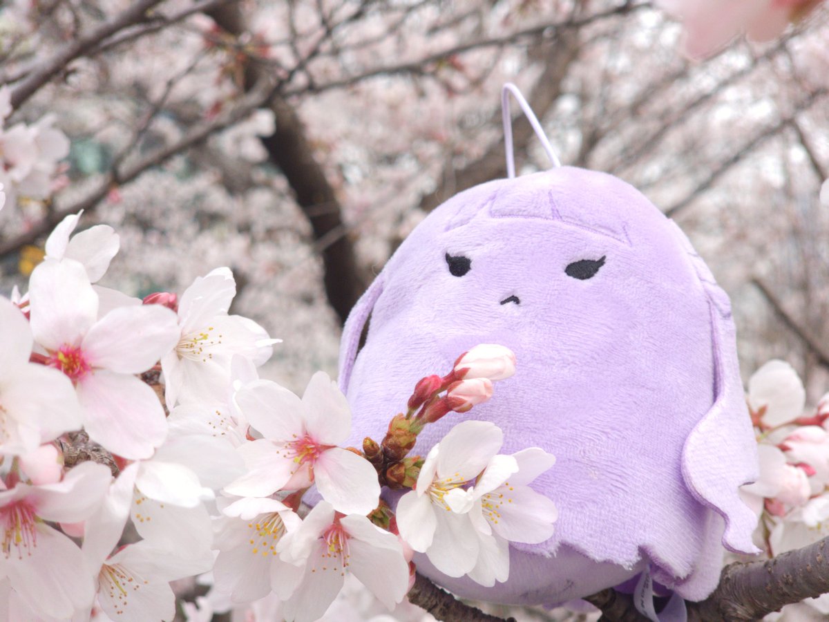 マルル tweet media