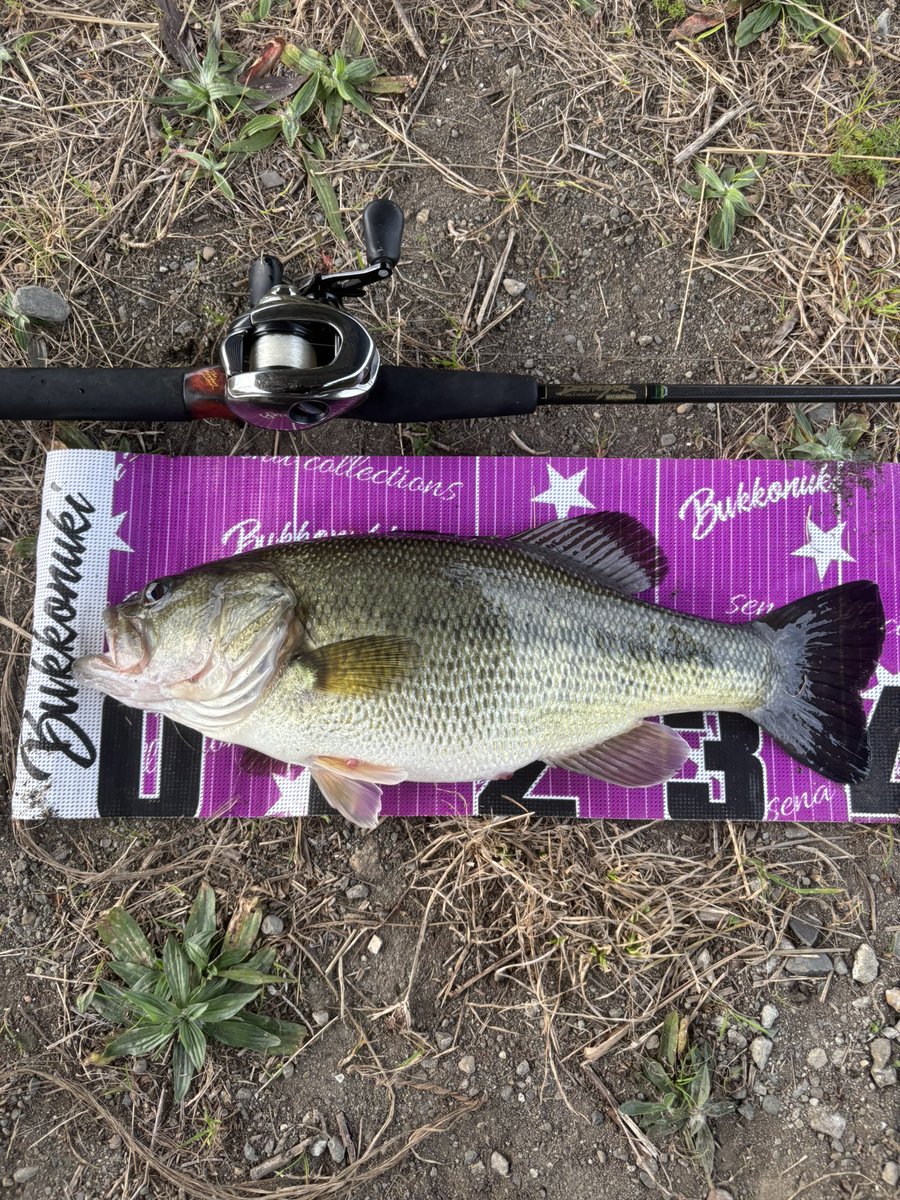 しょうた tweet media