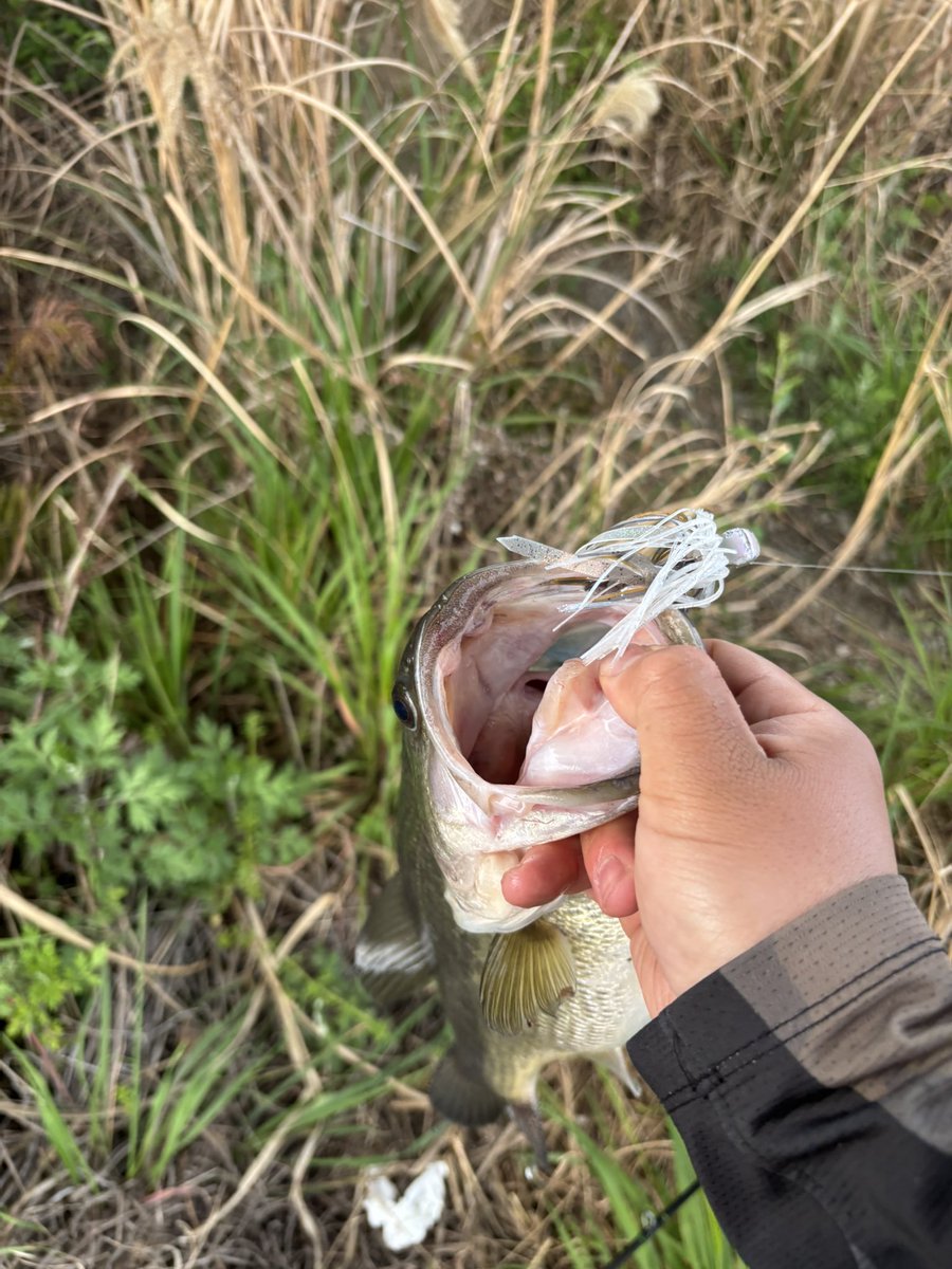 しょうた tweet media