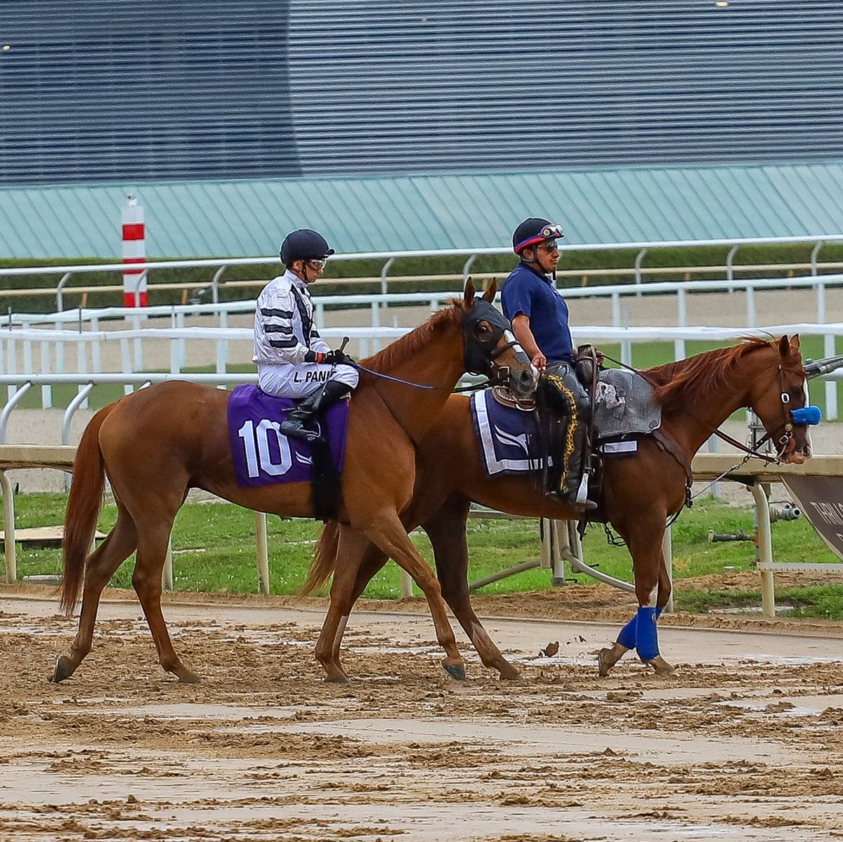 VideoHipico tweet media
