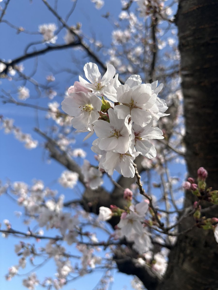 tanQest's tweet photo. おはようございます！
あま市は☀️

先週、毎年恒例の特別表彰授賞式を行い、55名が授賞されました🏆

そして会社の桜も綺麗に咲き、春の訪れを感じています🌸
2026年も成長していきますっっ💪🏻

本日もよろしくお願いします！

#企業公式が朝の挨拶を言い合う
#企業公式 https://t.co/ojrMUXobtq