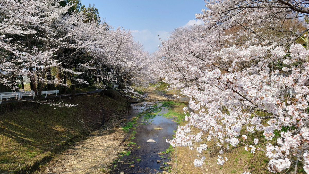 井手の玉川が満開

#井手の玉川 
#さくらまつり