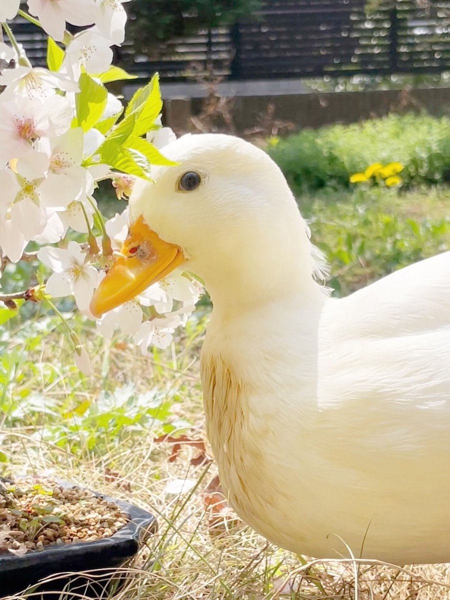 石川真帆 春春🌸 tweet media